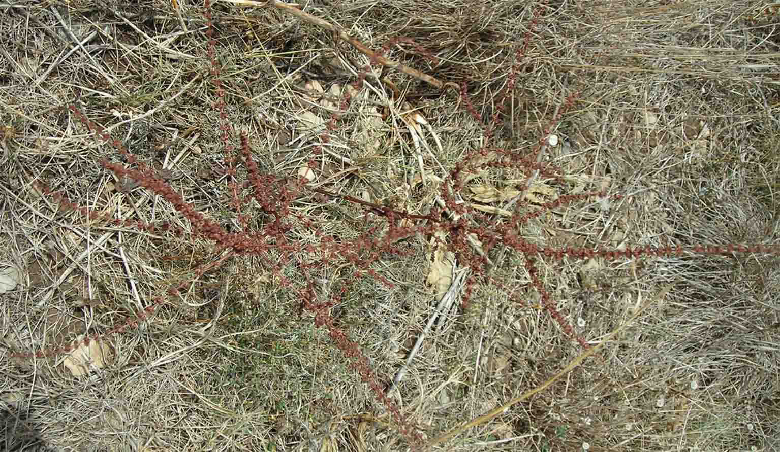 Rumex pulcher e Lonicera implexa
